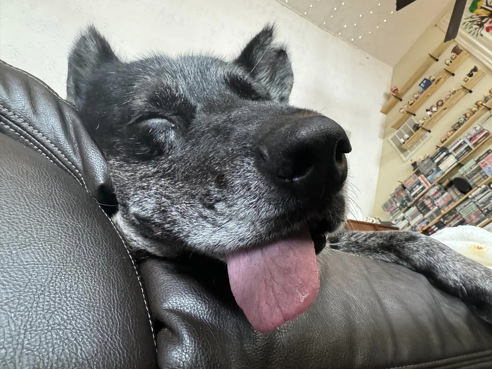 So, there's a LOT of derp there. But I was the bestest good boi out there.
