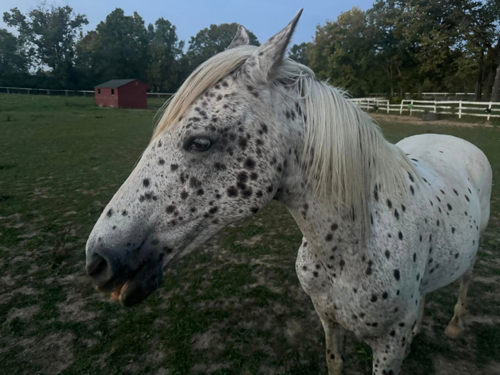 Dappled horse at the fence