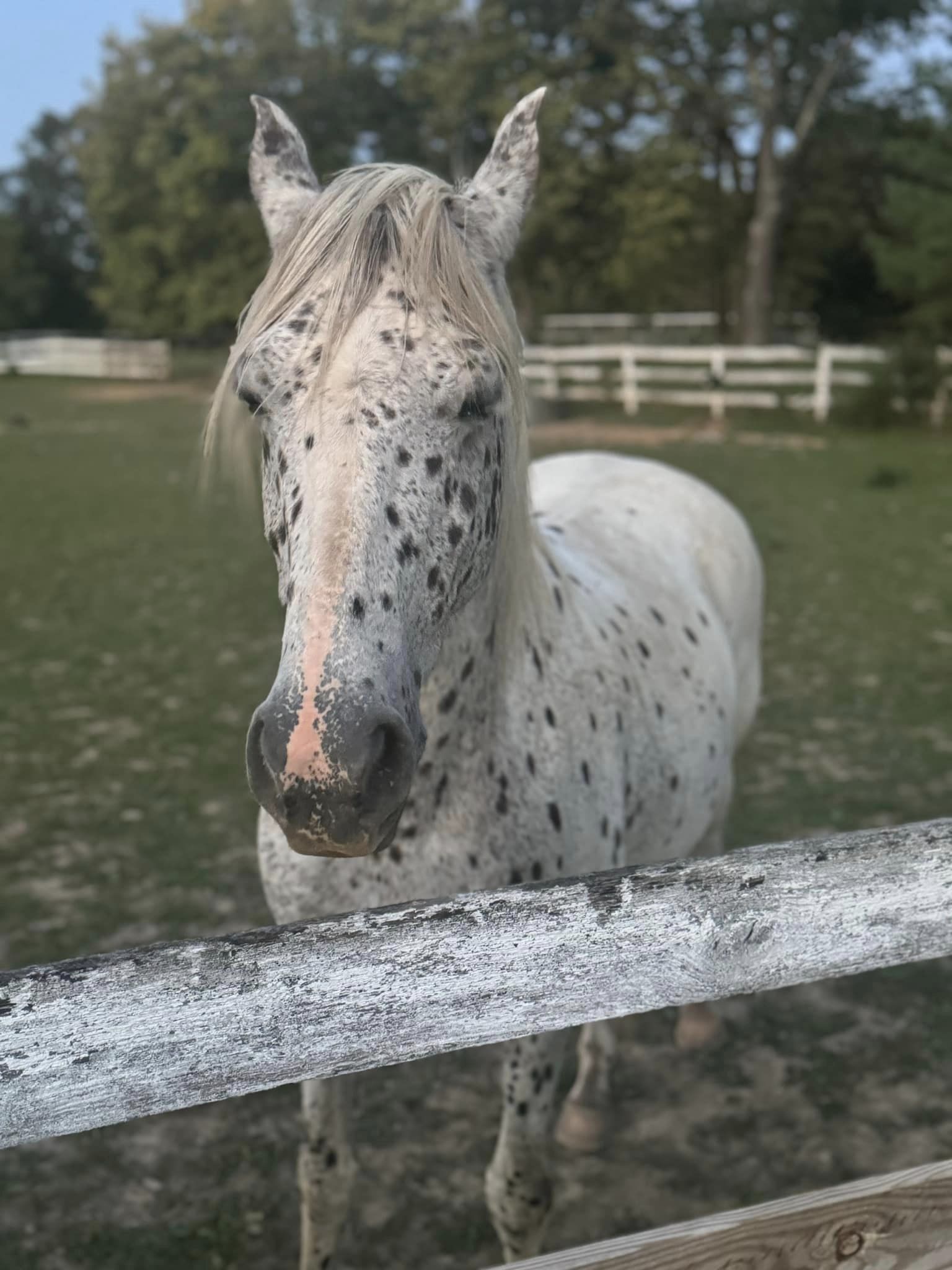 Dappled horse at the fence