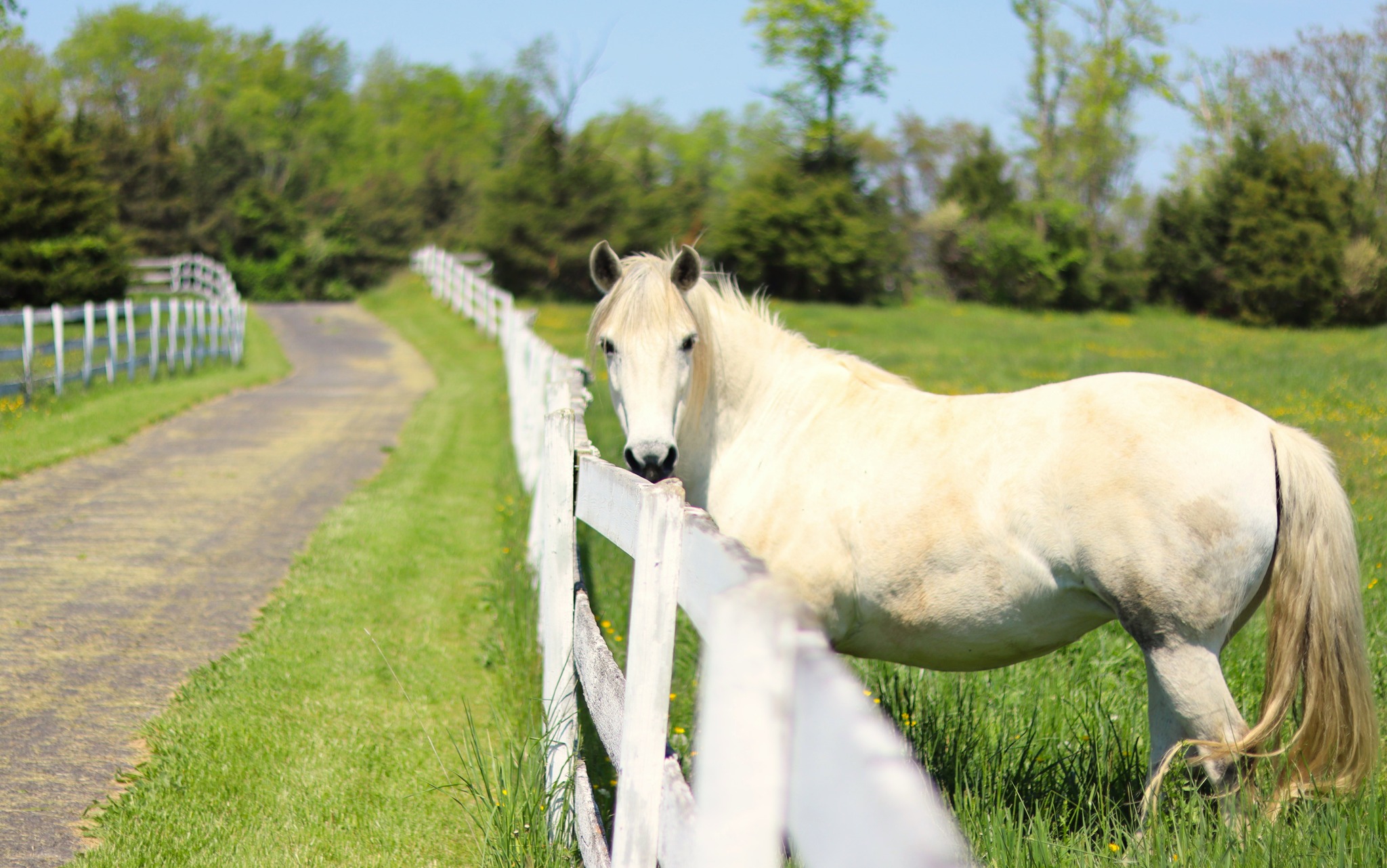 White horse at the fence