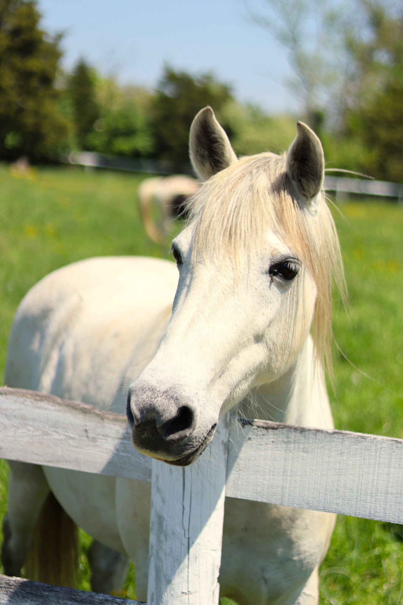 White horse at the fence
