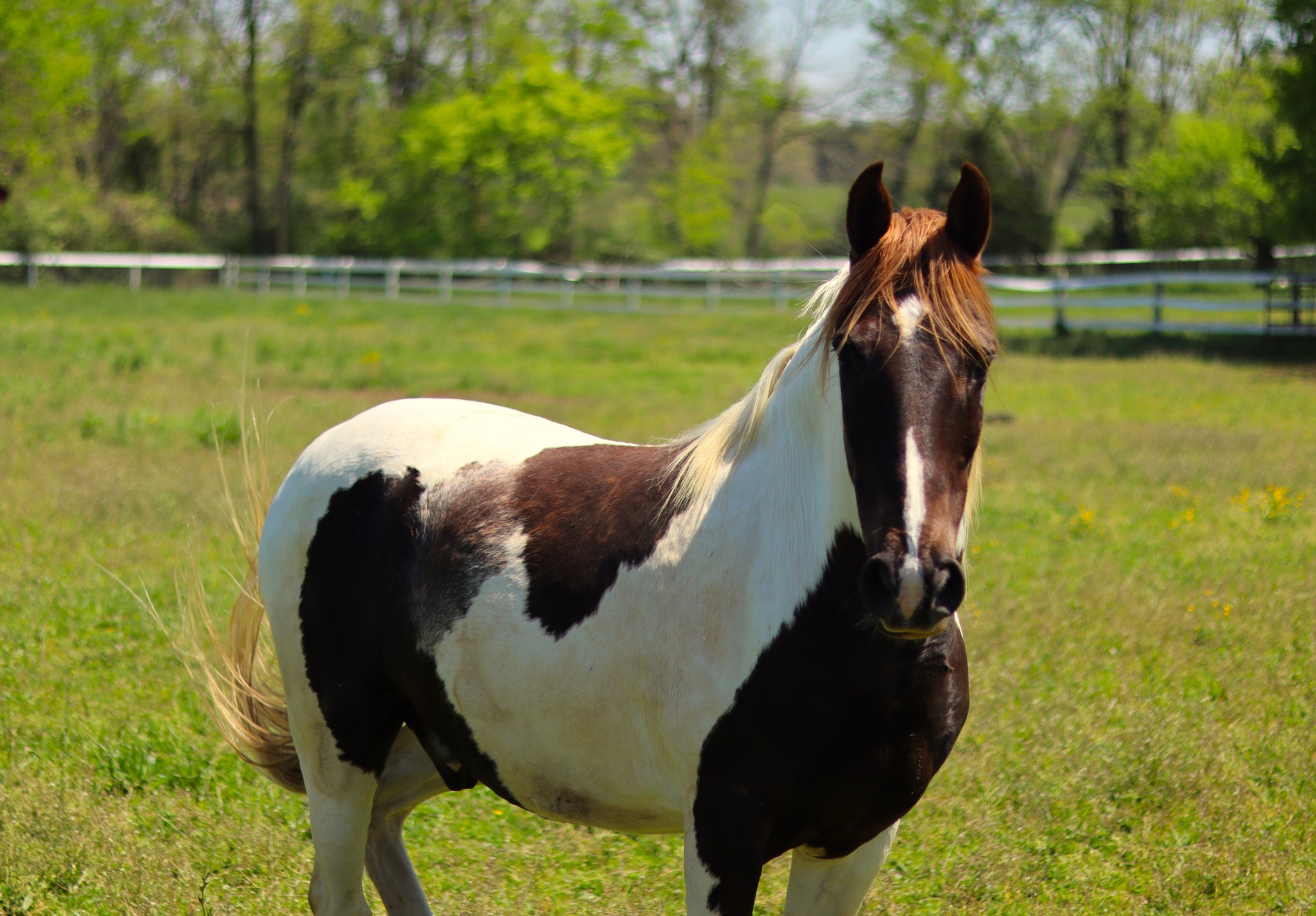 Paint horse in the field