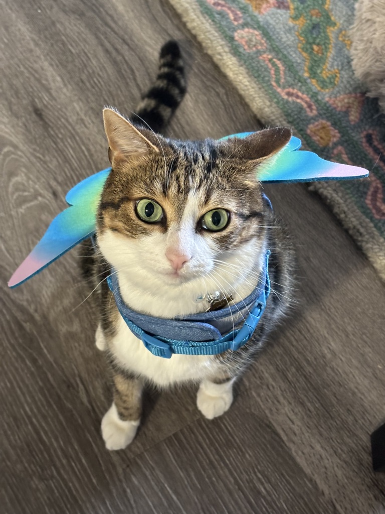 Rajah the butterfly
